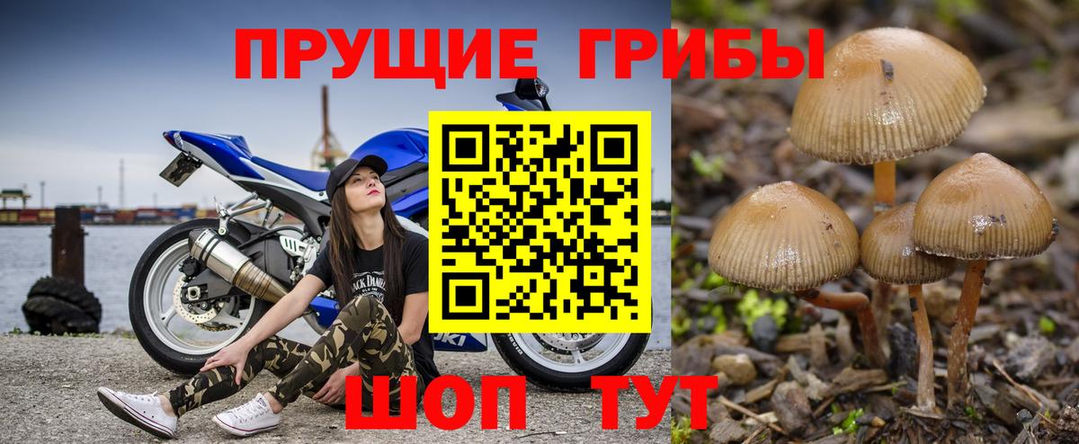 Галлюциногенные грибы Psilocybine cubensis Урус-Мартан
